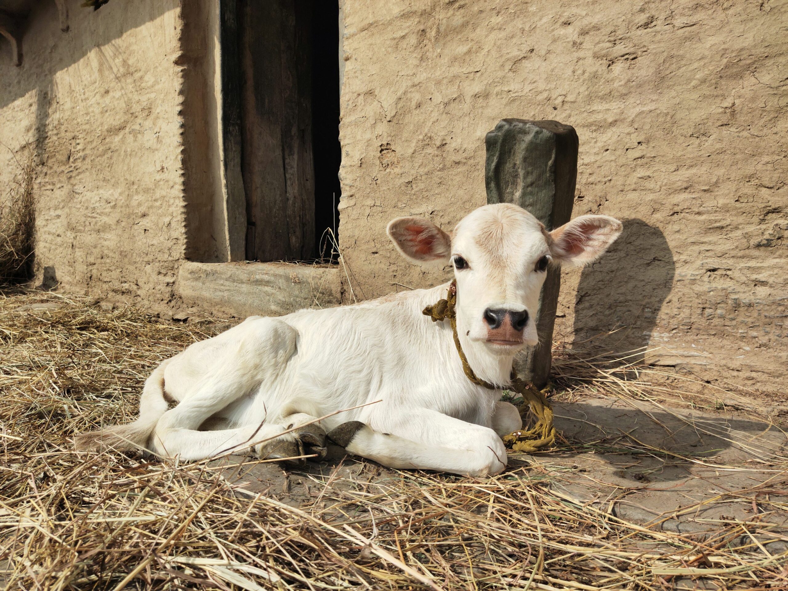 photo-1631781462617-828aa49cbb69