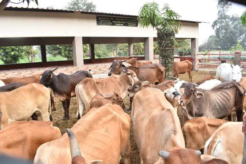 indian-cows-stable-gaushala-house-punyodaya-dham-indian-cows-stable-gaushala-house-punyodaya-dham-palghar-231971658